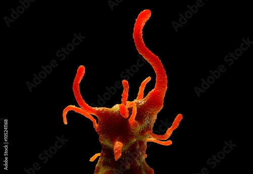 Obraz na plátně Amoeba proteus protozoan
