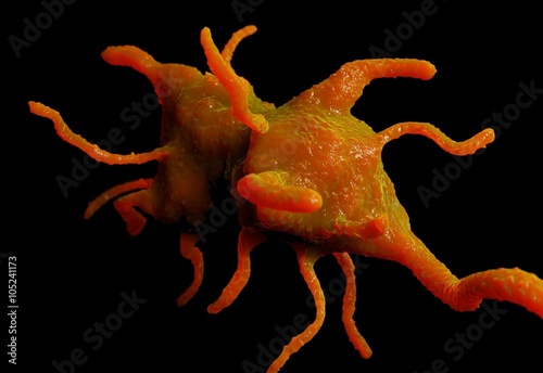 Fotografie Amoeba proteus protozoan