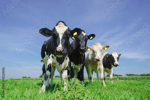 Vier Rinder auf einer Sommerwiese, kuriose Formation