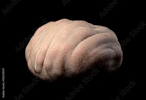 Foto Water bear tun