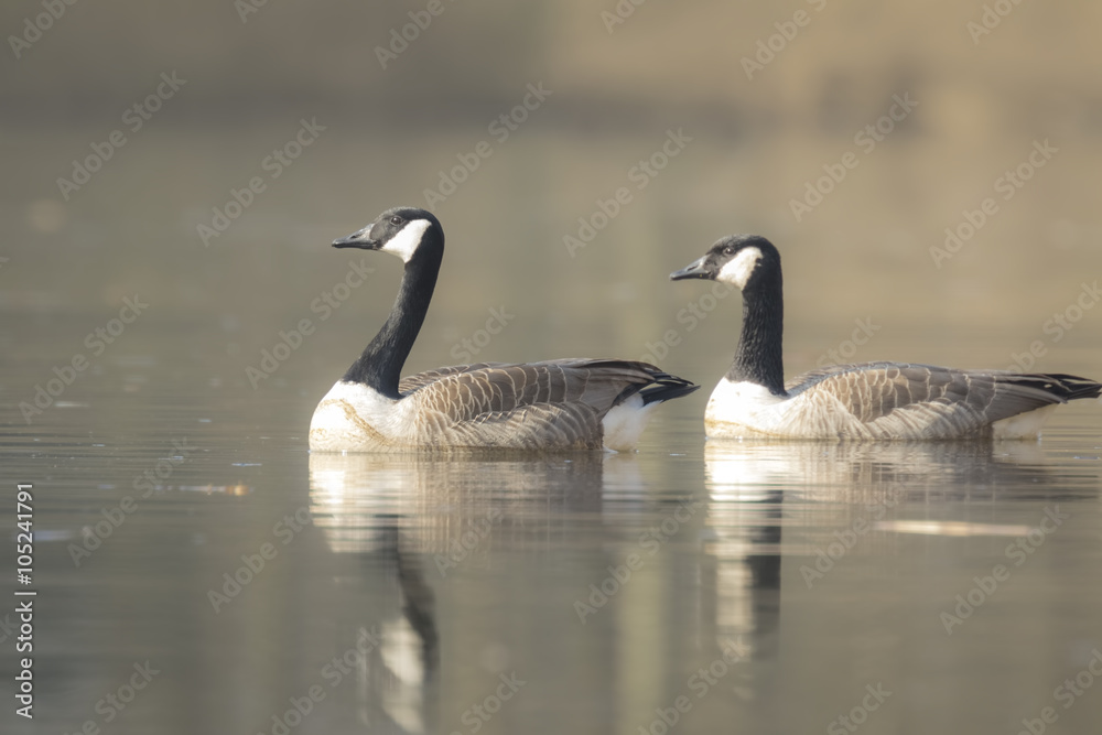 Canadian geese Branta Canadensis