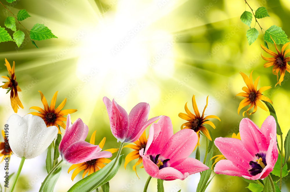 Image of different beautiful flowers in the garden against the sun