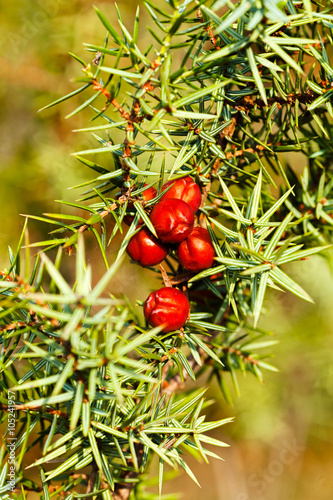 Pine tree with red berries