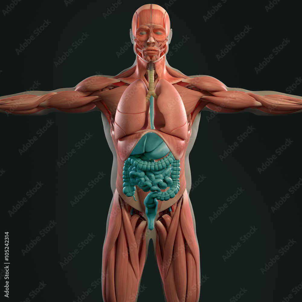 Illustrazione Stock Human anatomy 3D futuristic scan technology with  xray-like view of human body. Male torso front showing digestive system. On  dark background. Vibrant colors. | Adobe Stock