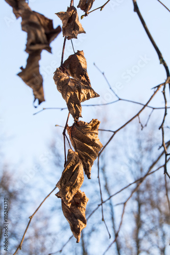 dry leaves on the sun