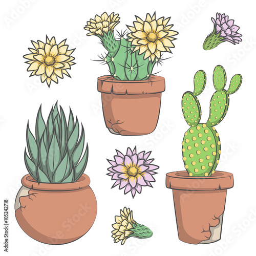Set of vector colored cactus with flowers in old pots.
