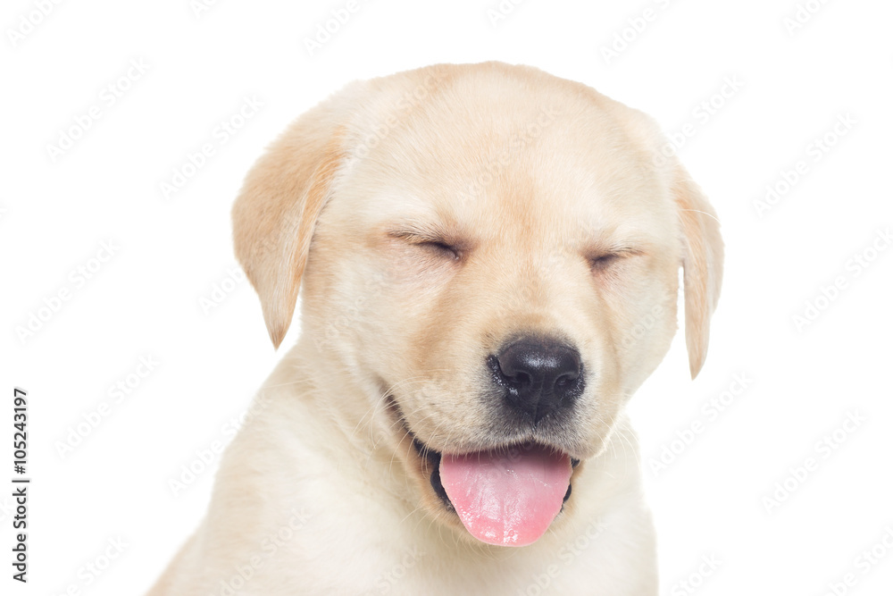 funny muzzle puppy