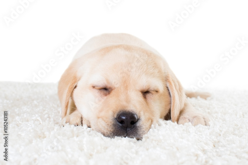 labrador puppy sleeping on a fluffy carpet