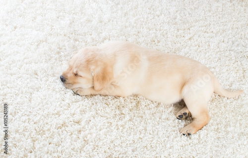 cute labrador puppy sleeping on a fluffy carpet