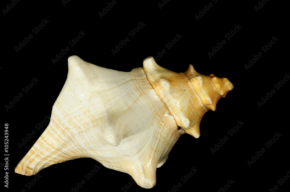 shell , underwater, marine life , on a black background