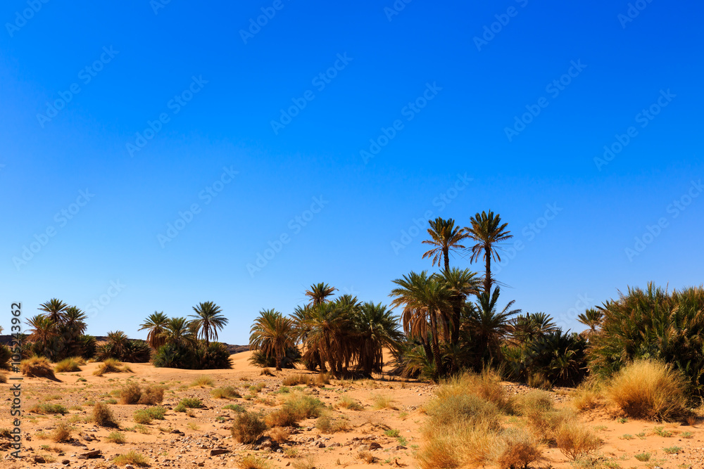 palm trees in the  desert 