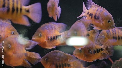 African Cichlid fishes searching for food between snags and green plants
