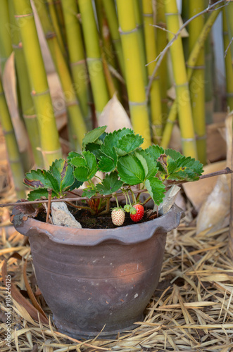 Growing Strawberries in Tropical Climates with an average temperature of 30c in Roiet Province, Thailand photo