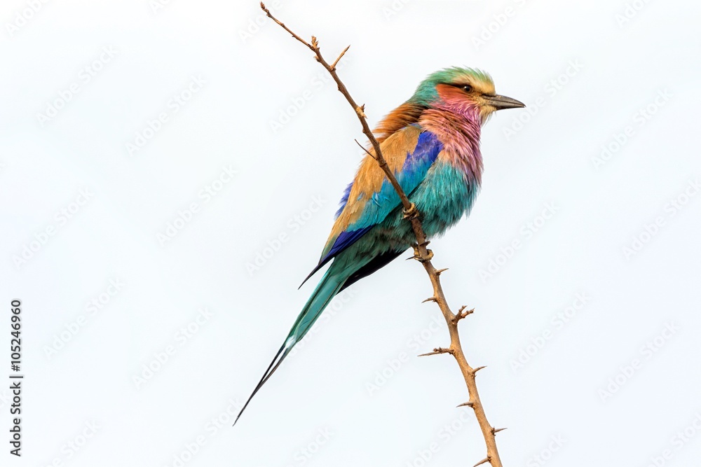 Fototapeta premium a lilac breasted roller at the kruger national park