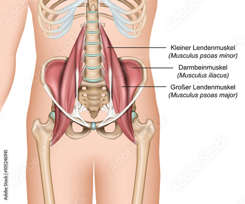 Anatomie der Hüftbeuger, Lendenmuskeln, psoas major photo