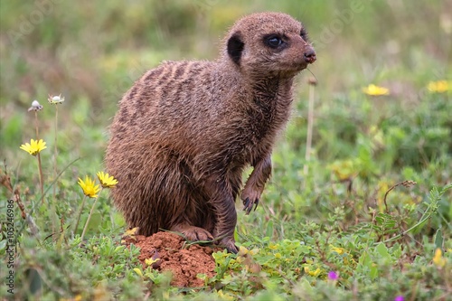 a meerkat at the addo elephant park south africa