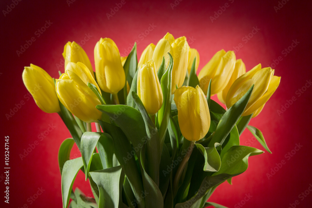 Bunch of yellow tulips on red background Bunch of yellow tulips on red background