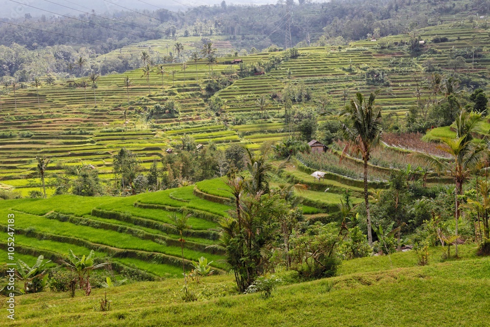 beautiful rice paddies at bali indonesia