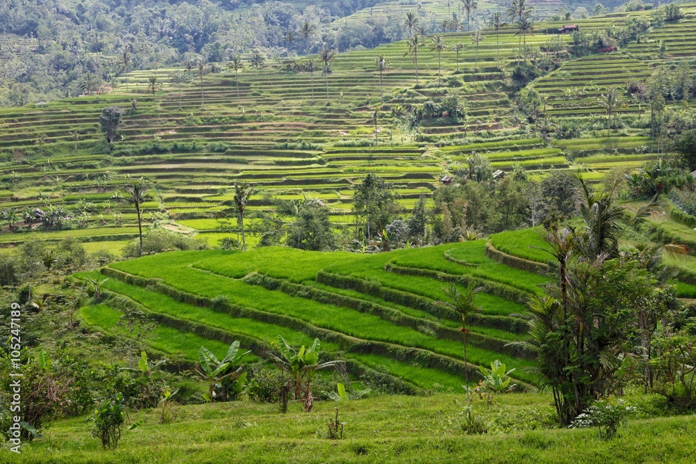 beautiful rice paddies at bali near ubud indonesia