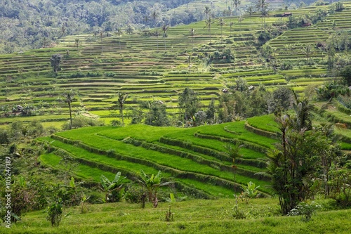 beautiful rice paddies at bali near ubud indonesia