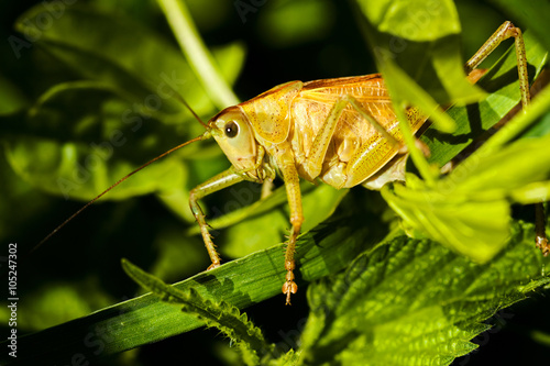 Field grasshopper on a leaf photo