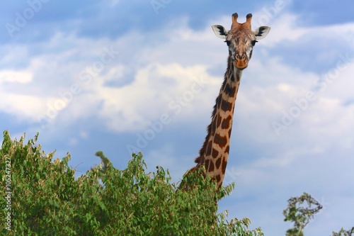 giraffe at the masai mara national park kenya © photogallet