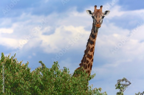 Photography giraffe at the masai mara national park kenya