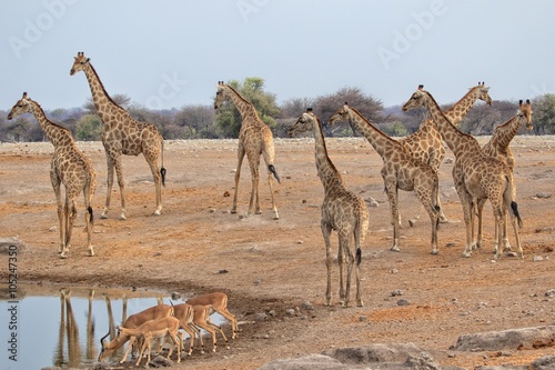 height giraffes at etosha national park namibia