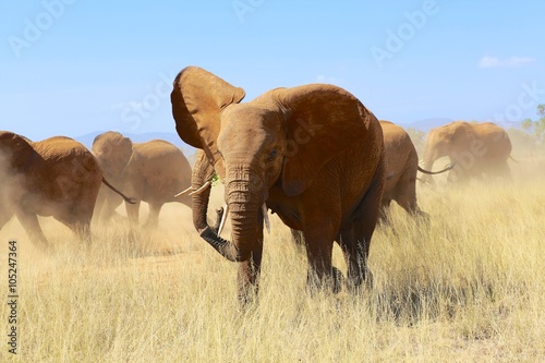herd of elephants at samburu national park kenya africa photo
