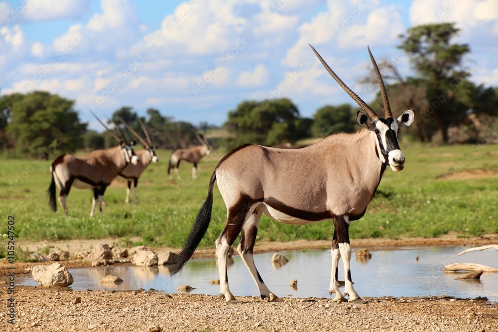 Obraz premium oryxes under ata waterhole in kgalagadi transfrontier park south africa