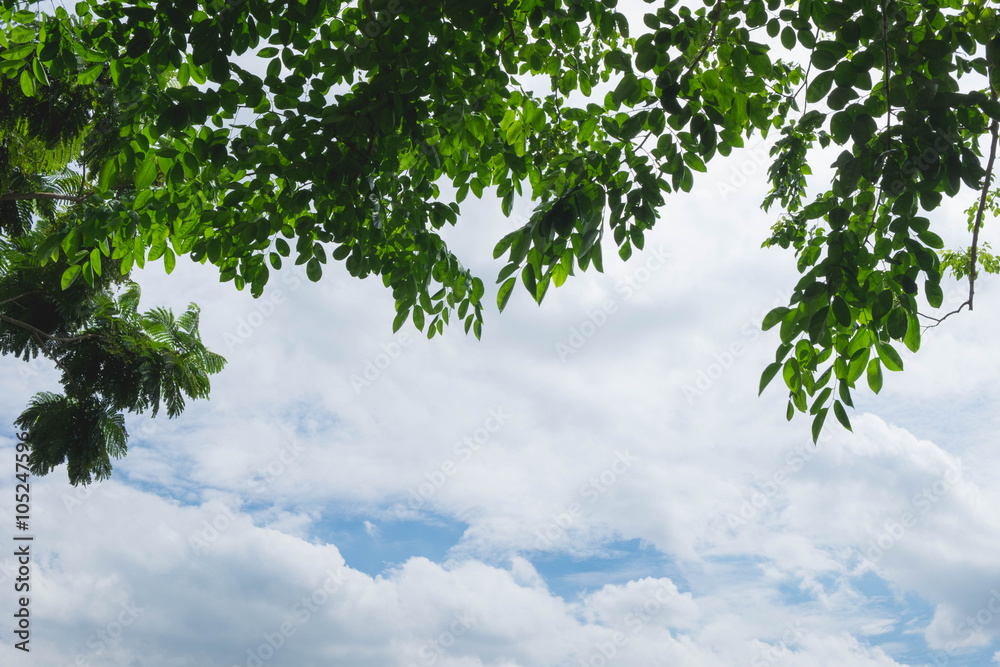 Fototapeta premium beautiful sky looking from under tree
