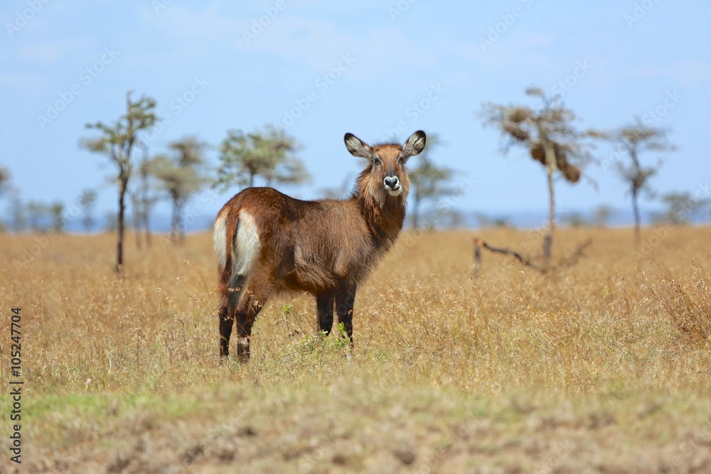 Obraz premium young waterbuck at masai mara national park