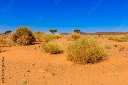plants in the Sahara desert