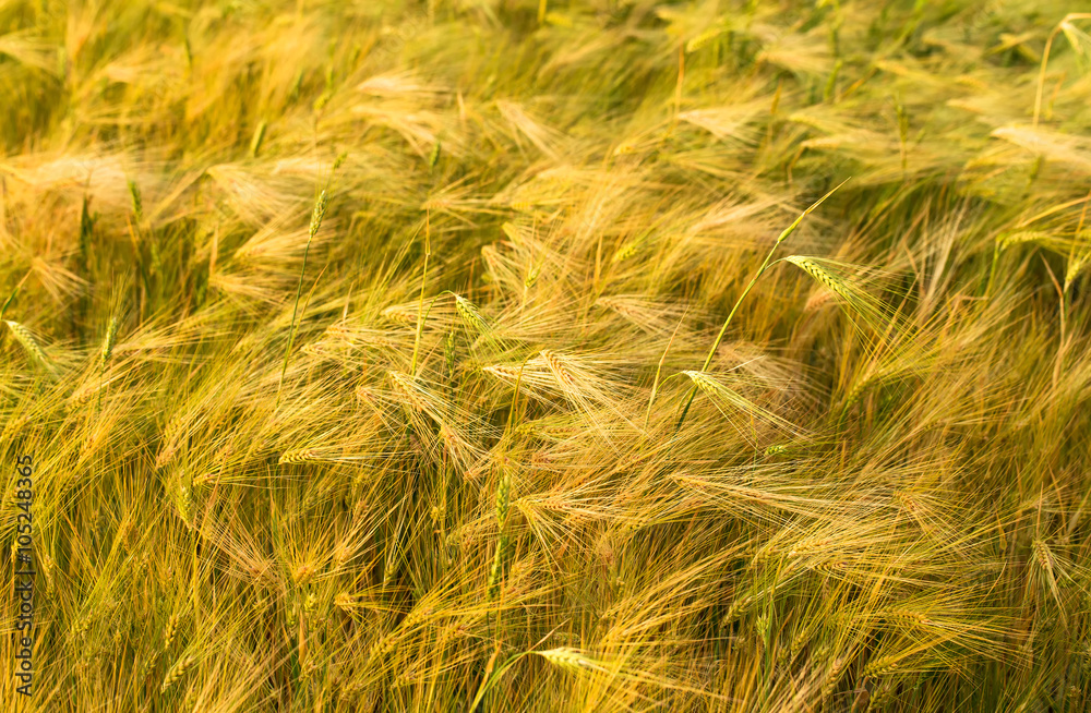 Ripening ears of yellow wheat field. Ripening ears of yellow wheat field.