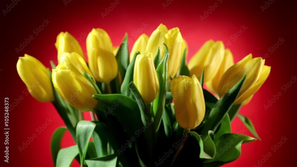Rotating bunch of yellow tulips on red background, looped video Rotating bunch of yellow tulips on red background, looped video
