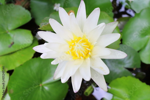 Thai white lotus