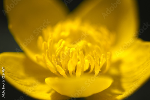 England. April 2010. A close up image of a Marsh marigold  Caltha palustris  showing the petals and the Stamen.