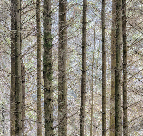 Fototapeta Naklejka Na Ścianę i Meble -  Dead pine trees in Blaen y Glyn forest, South Wales