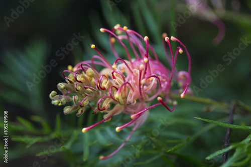 Australian Grevillea 'Superb' 
