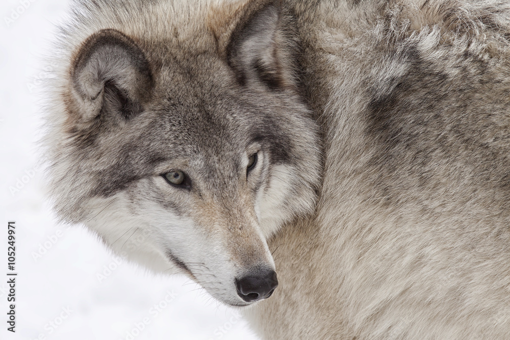 Fototapeta premium Szary wilk w Parc Omega, Montebello, Quebec, Kanada