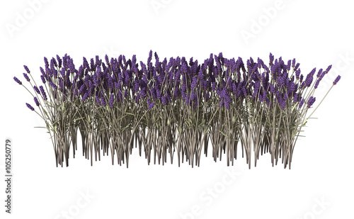 Fototapeta Naklejka Na Ścianę i Meble -  Lavender Flowers on White