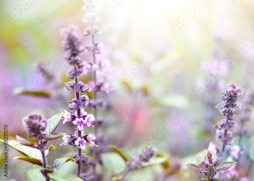Purple dead nettles in the sun. Wildflowers with copy space and smooth light. Selective focus on the foreground. 