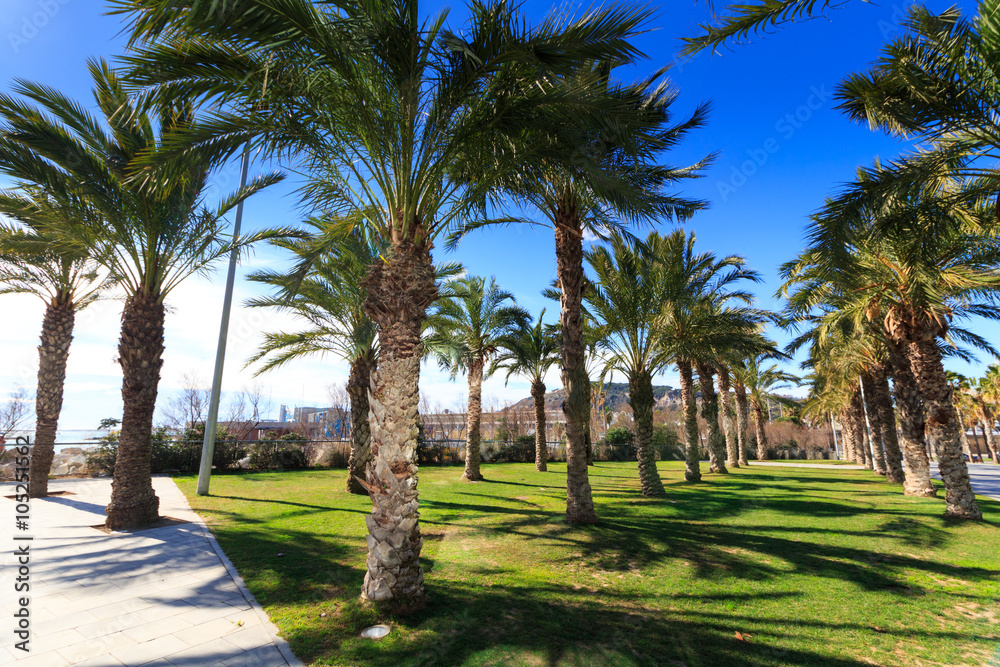 Fototapeta premium Palm Trees with blue sky background, Barcelona, Spain