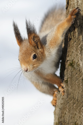 curious fluffy red squirrel sitting on a tree in the Park