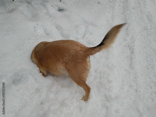 Dog with head in snow © klaventure1976