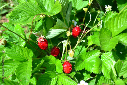куст земляники на грядке, красные ягоды на фоне зеленых листьев крупным планом 