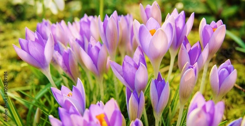 A close-up image of colourful Spring Crocus flowers.