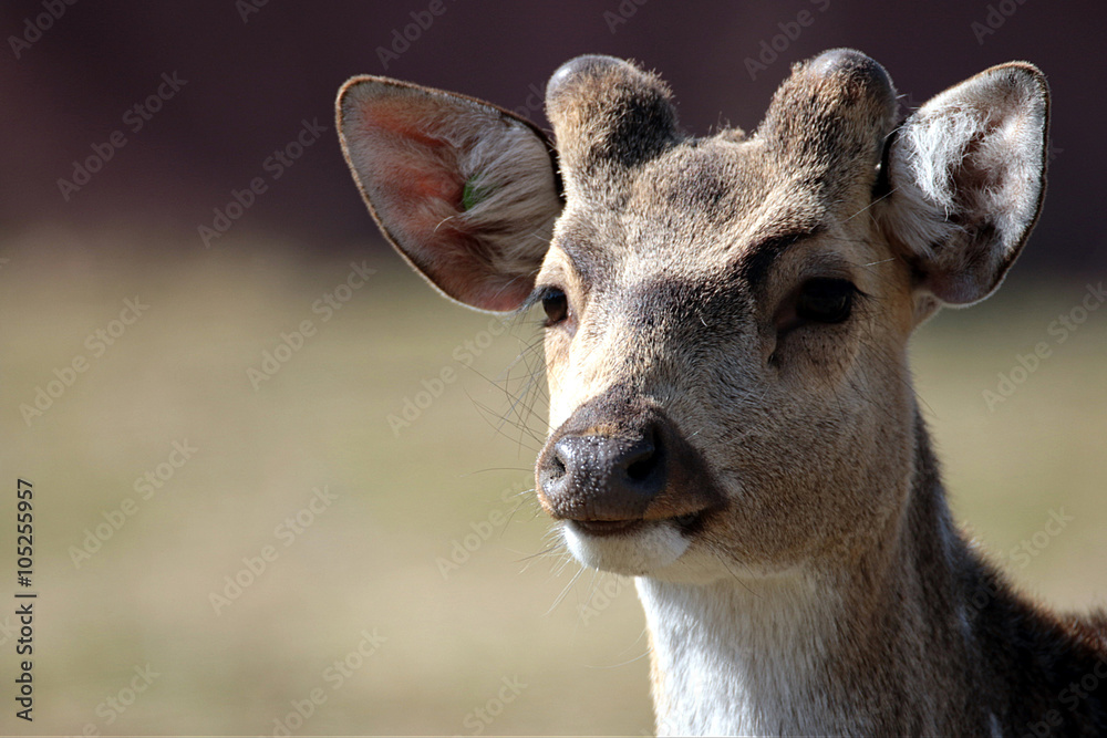 Obraz premium Cervidé