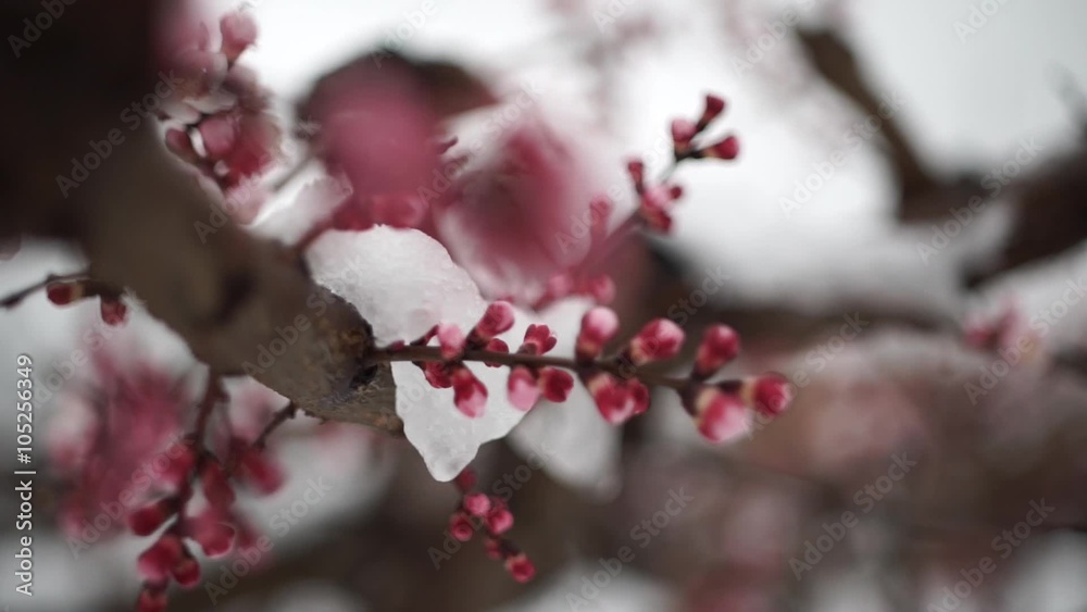 Winter landscape with the snow melts on the flowers Winter landscape with the snow melts on the flowers