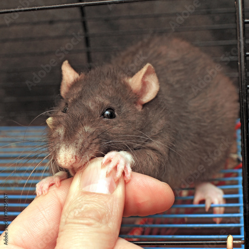The rat takes a forage from a human hand